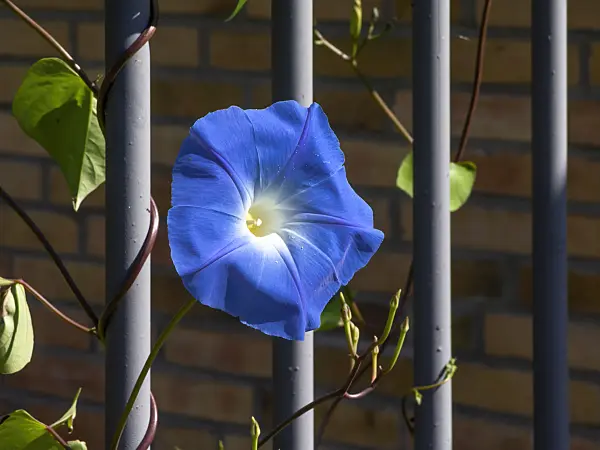 464004 - Himmelblaue Prunkwinde (Ipomoea tricolor)