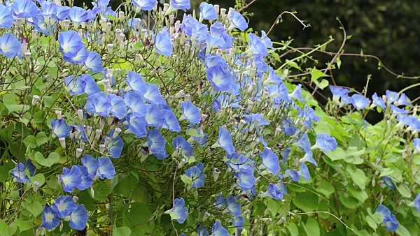 499142 - Himmelblaue Prunkwinde (Ipomoea tricolor)