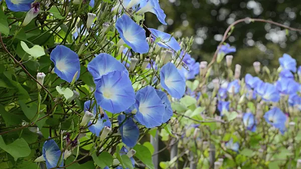 499143 - Himmelblaue Prunkwinde (Ipomoea tricolor)