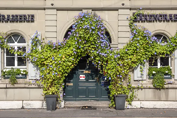 453127 - Himmelblaue Prunkwinde (Ipomoea tricolor), Bern, Schweiz