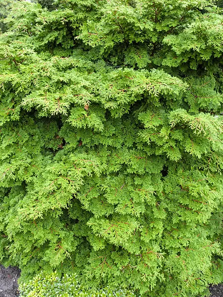 453001 - Hinoki cypress (Chamaecyparis obtusa)