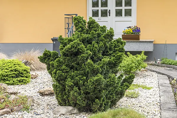 625153 - Hinoki cypress (Chamaecyparis obtusa 'Nana Gracilis')