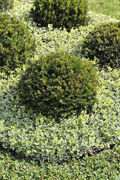 487052 - Hinoki cypress (Chamaecyparis obtusa 'Nana Gracilis') and winter creeper (Euonymus fortunei var. radicans 'Emerald Gaiety')