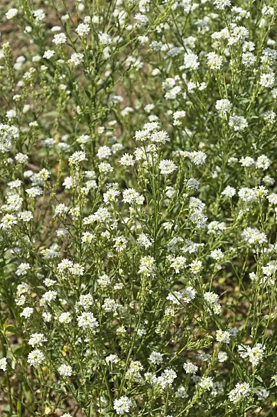 511143 - Hoary alyssum (Berteroa incana)