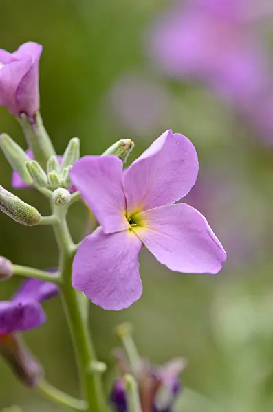 521166 - Hoary stock (Matthiola incana)