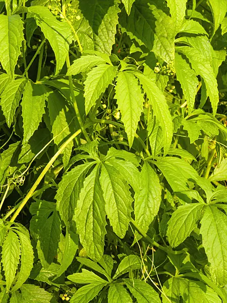 462188 - Hörnchenkürbis (Cyclanthera pedata)
