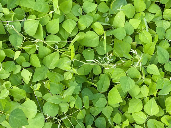 462070 - Hog peanut (Amphicarpaea bracteata)