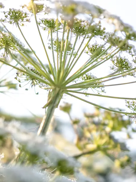 416019 - Hog's fennel (Peucedanum cervaria)