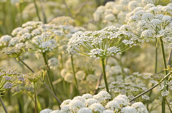 522113 - Hog's fennel (Peucedanum cervaria)