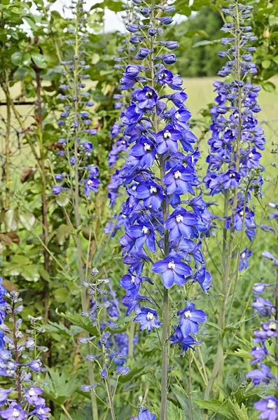 521074 - Hoher Rittersporn (Delphinium elatum)
