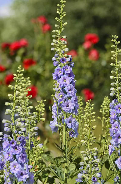 521283 - Hoher Rittersporn (Delphinium elatum)