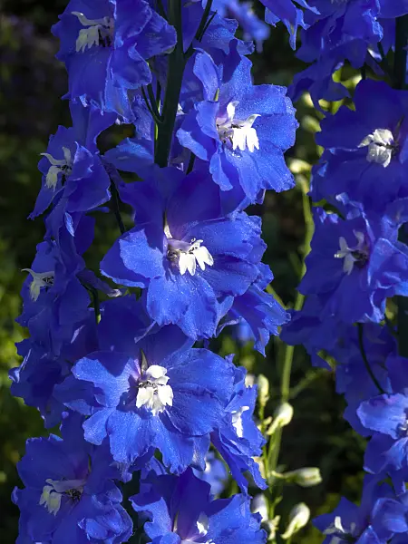 426201 - Hoher Rittersporn (Delphinium elatum 'Jubelruf')