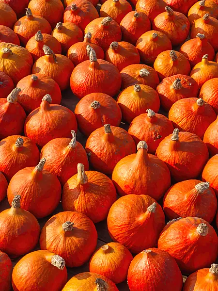 429170 - Hokkaido-Kürbis (Cucurbita maxima 'Hokkaido')