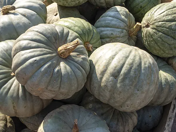 429154 - Hokkaido squash (Cucurbita maxima 'Green Hokkaido')