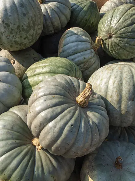 429155 - Hokkaido squash (Cucurbita maxima 'Green Hokkaido')