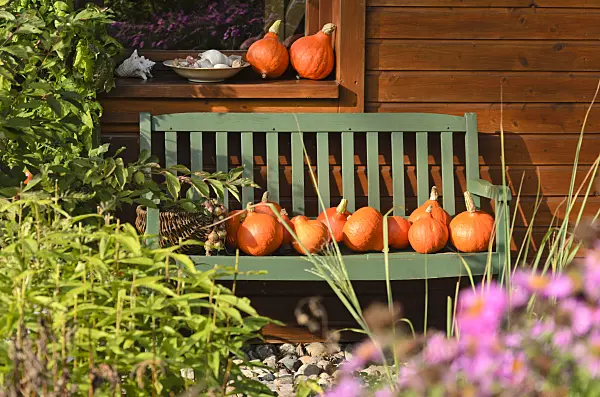 536186 - Hokkaido squashes (Cucurbita maxima 'Hokkaido') on a bench