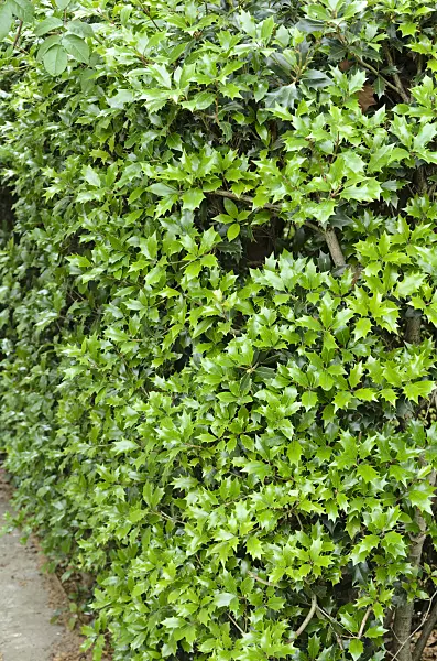 521381 - Holly (Ilex)