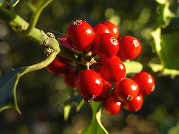 431027 - Holly (Ilex x altaclerensis)