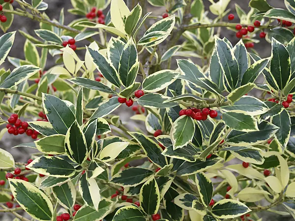 471402 - Holly (Ilex x altaclerensis 'Belgica Aurea')