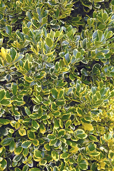 471403 - Holly (Ilex x altaclerensis 'Golden King')