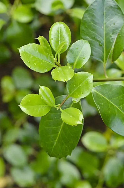 533545 - Holly (Ilex x altaclerensis 'Hodginsii')