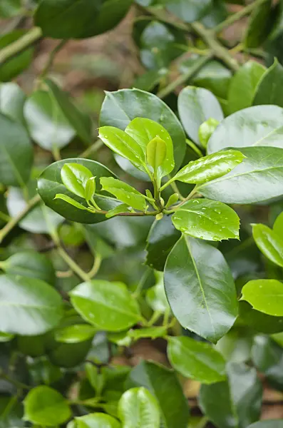 533546 - Holly (Ilex x altaclerensis 'Hodginsii')