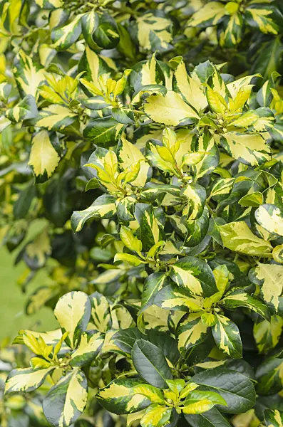 533307 - Holly (Ilex x altaclerensis 'Ripley Gold')