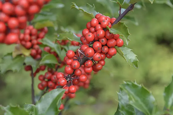 575126 - Holly (Ilex x meserveae 'Blue Princess')