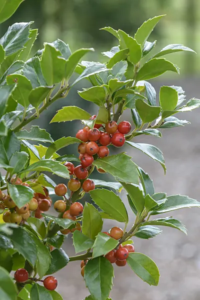 575127 - Holly (Ilex x meserveae 'Heckenfee')