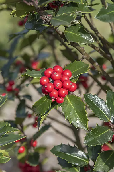 638132 - Holly (Ilex x meserveae 'Winterglanz')