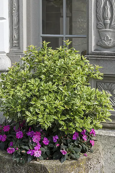 651409 - Holly olive (Osmanthus heterophyllus 'Goshiki')