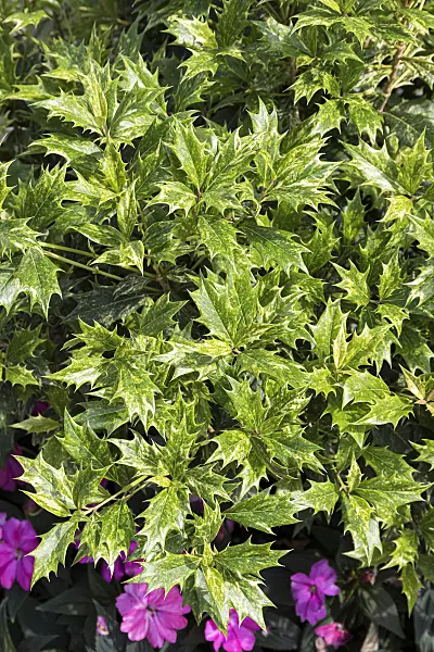651410 - Holly olive (Osmanthus heterophyllus 'Goshiki')