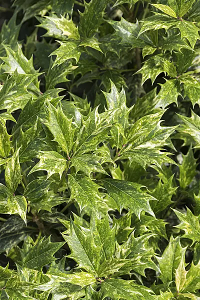 651411 - Holly olive (Osmanthus heterophyllus 'Goshiki')