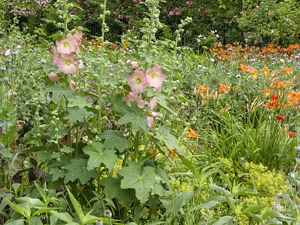 402151 - Hollyhocks (Alcea) and day lilies (Hemerocallis)