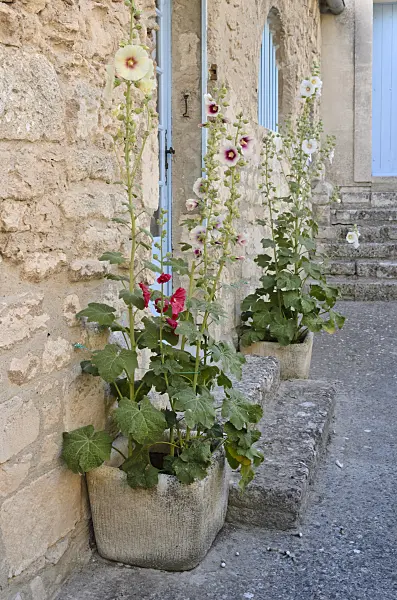 557134 - Hollyhocks (Alcea) in flower tubs, Les Baux-de-Provence, Provence, France