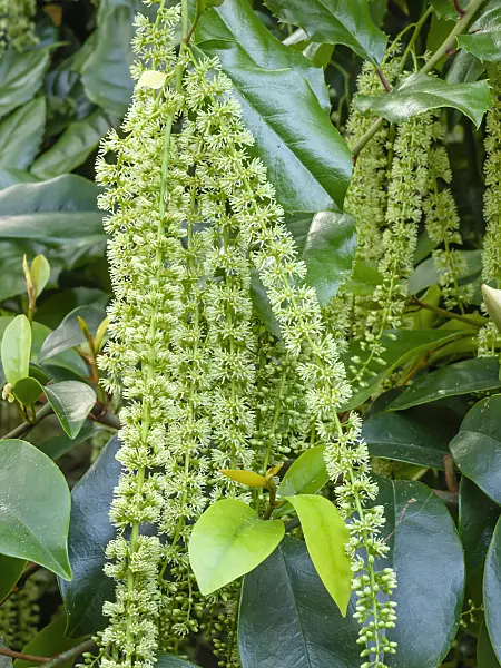 462065 - Hollyleaf sweetspire (Itea ilicifolia)