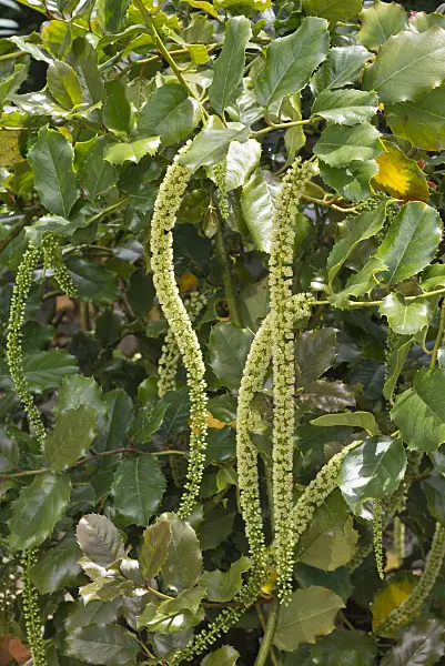 573007 - Hollyleaf sweetspire (Itea ilicifolia)