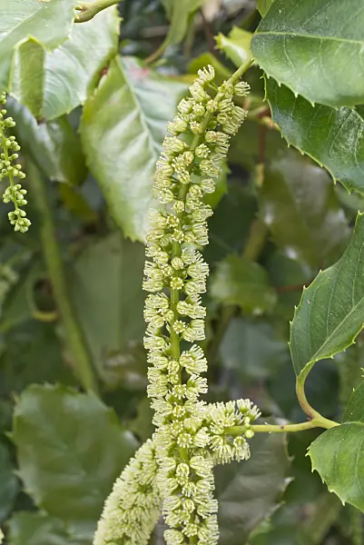573008 - Hollyleaf sweetspire (Itea ilicifolia)