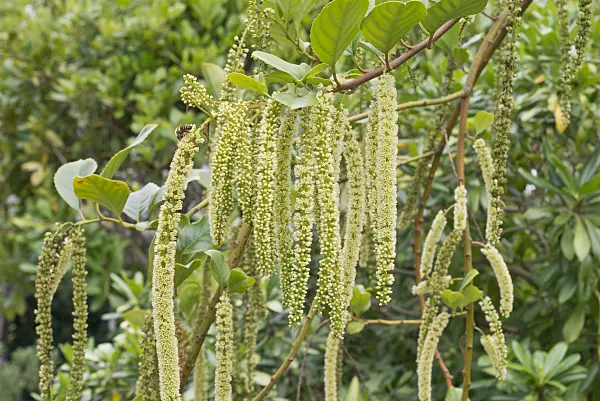 573058 - Hollyleaf sweetspire (Itea ilicifolia)
