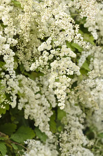 521419 - Holodisque discolore (Holodiscus discolor var. ariifolius)
