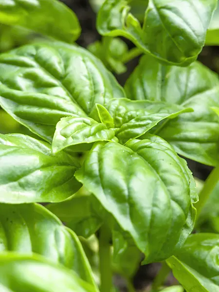 440011 - Holy basil (Ocimum tenuiflorum)