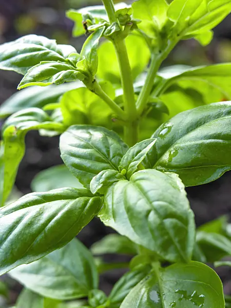 440012 - Holy basil (Ocimum tenuiflorum)