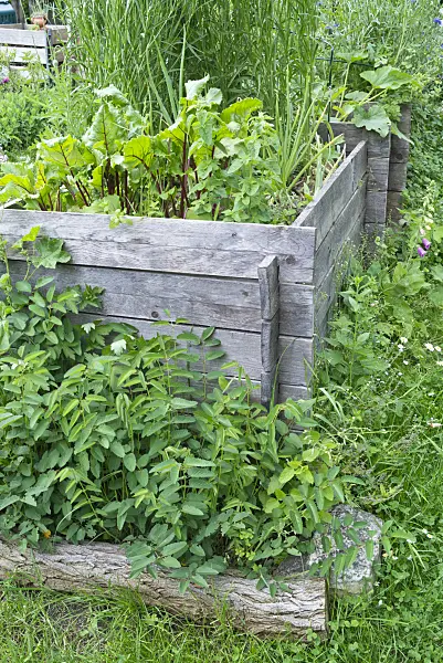 557044 - Home-made raised bed in a natural garden