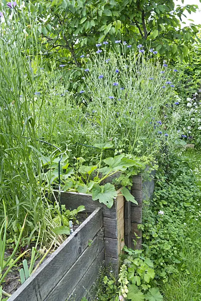 557045 - Home-made raised bed in a natural garden