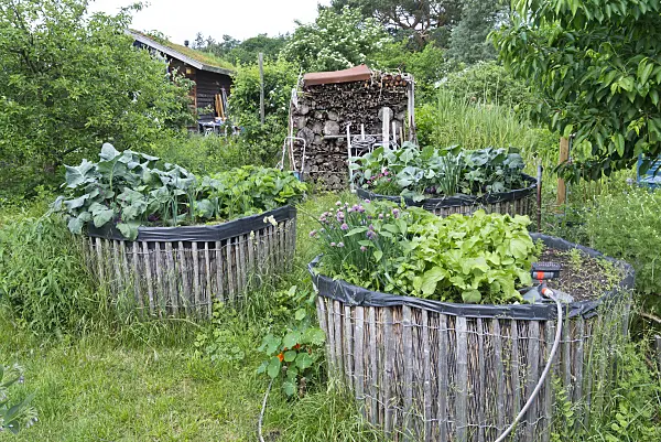 557052 - Home-made raised bed in a natural garden