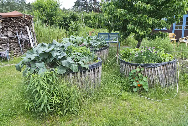 557054 - Home-made raised bed in a natural garden