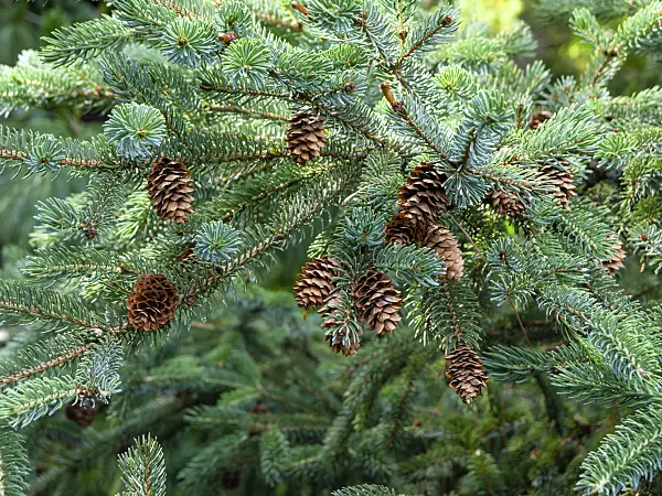 461141 - Hondo spruce (Picea jezoensis)