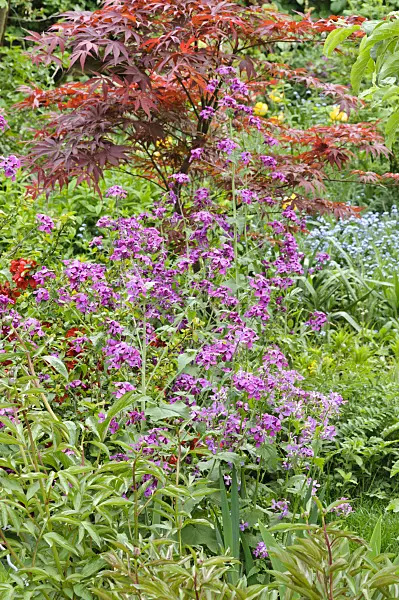 471293 - Honesty (Lunaria) and maple (Acer)