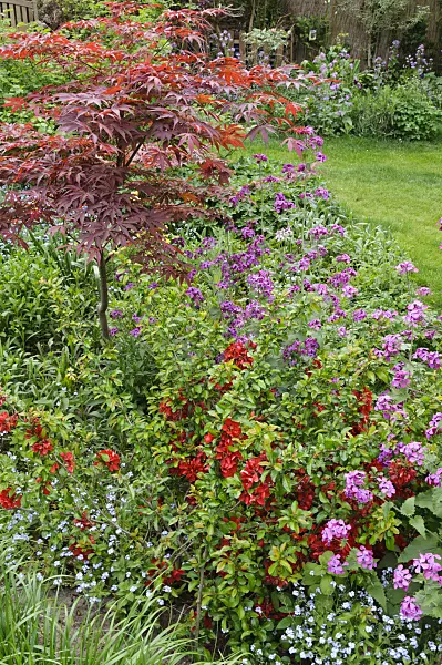 471292 - Honesty (Lunaria), flowering quince (Chaenomeles) and maple (Acer)