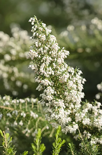529075 - Honey-scented heath (Erica curvirostris)